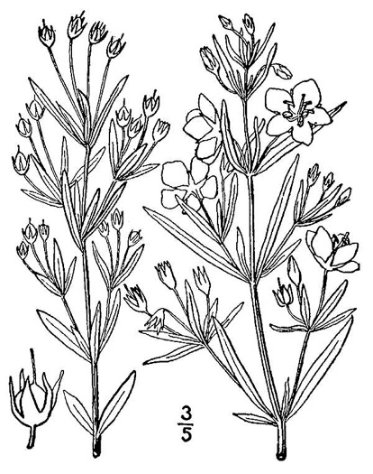 drawing of Steironema quadriflorum, Prairie Loosestrife, Four-flower Loosestrife, Smooth Loosestrife