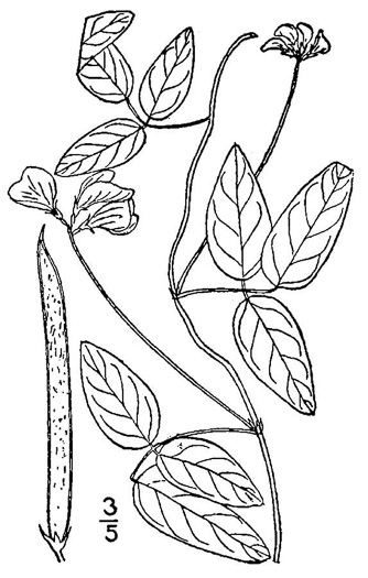 image of Strophostyles umbellata, Perennial Sand Bean, Perennial Wild Bean, Pink Wild Bean, Pink Fuzzy-Bean