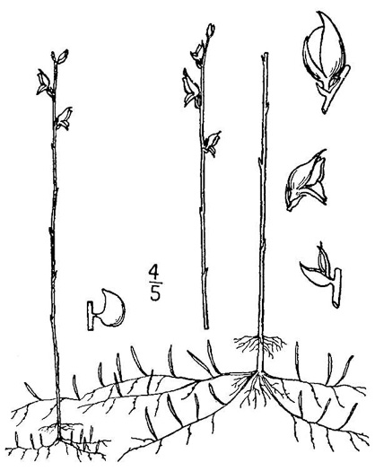 drawing of Utricularia juncea, Southern Bladderwort, Slender Horned Bladderwort