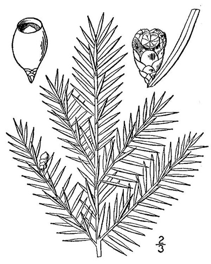 drawing of Taxus canadensis, Canada Yew, American Yew