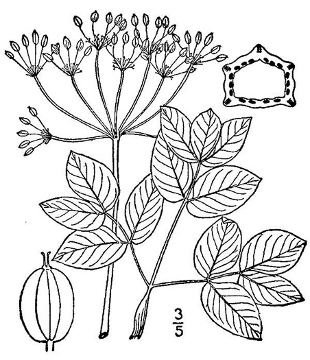 drawing of Taenidia integerrima, Yellow Pimpernel