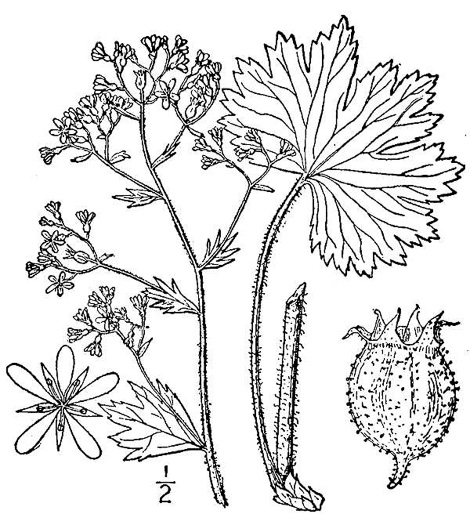 drawing of Boykinia aconitifolia, Brook-saxifrage, Eastern Boykinia, Allegheny Brookfoam, Aconite-saxifrage