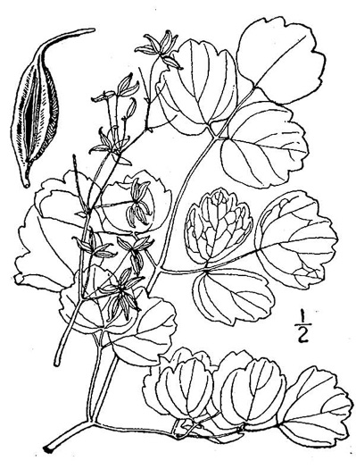 image of Thalictrum coriaceum, Appalachian Meadowrue, Maid-of-the-mist