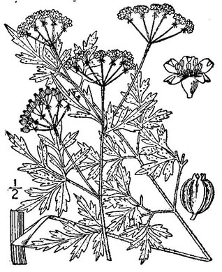 drawing of Thaspium pinnatifidum, Cutleaf Meadow-parsnip