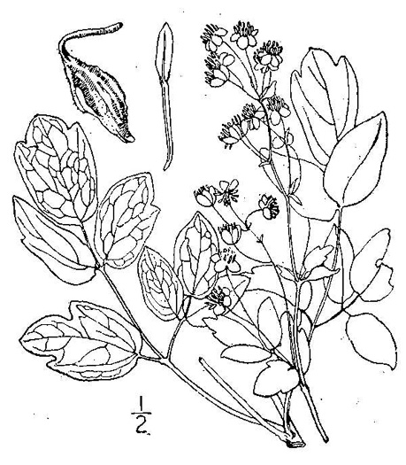 drawing of Thalictrum amphibolum, Skunk Meadowrue, Waxy Meadowrue