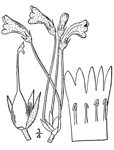 drawing of Aphyllon uniflorum, One-flowered Cancer-root, One-flowered Broomrape, Ghostpipe