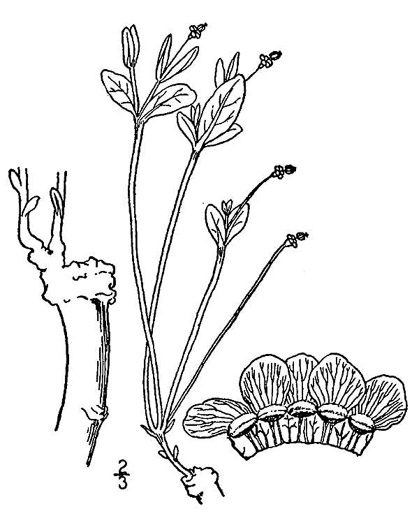 image of Euphorbia ipecacuanhae, Carolina Ipecac, Wild Ipecac, American Ipecac