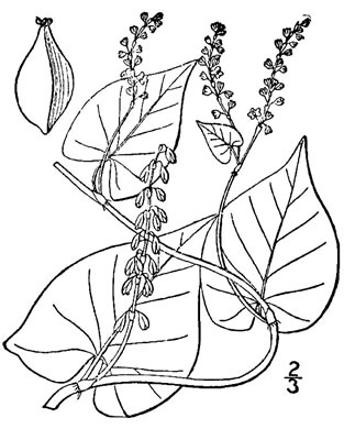drawing of Parogonum ciliinode, Fringed Climbing Buckwheat, Fringed Black Bindweed, Fringed Bindweed