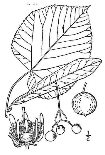 drawing of Tilia americana var. heterophylla, Mountain Basswood, White Basswood