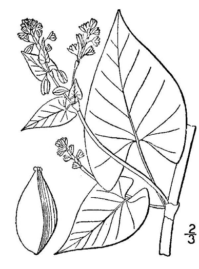 drawing of Fallopia scandens, Common Climbing Buckwheat