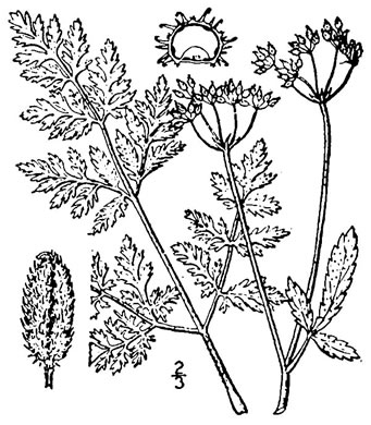 drawing of Torilis japonica, Japanese Hedge-parsley, Erect Hedge-parsley
