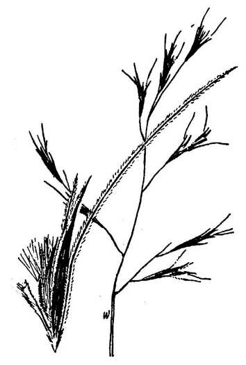 drawing of Triplasis americana, Southern Sandgrass, Perennial Sandgrass