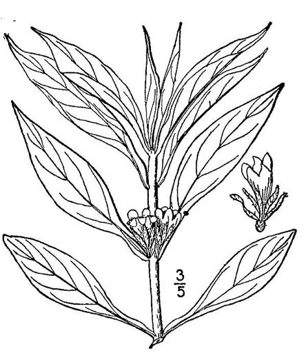 drawing of Triosteum angustifolium +, Yellowfruit Horse-gentian, Lesser Horse-gentian