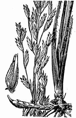 drawing of Tridens carolinianus, Carolina Triodia, Carolina Fluffgrass