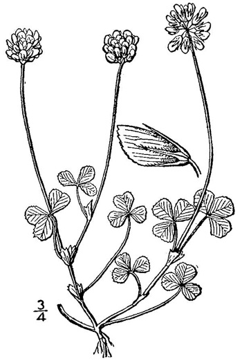 drawing of Trifolium carolinianum, Wild White Clover, Carolina Clover