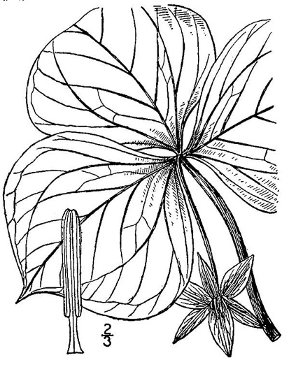 drawing of Trillium flexipes, Bent Trillium, Bent White Trillium, Bentstalk Trillium, Drooping Trillium