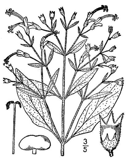 drawing of Trichostema dichotomum, Common Blue Curls, Forked Bluecurls