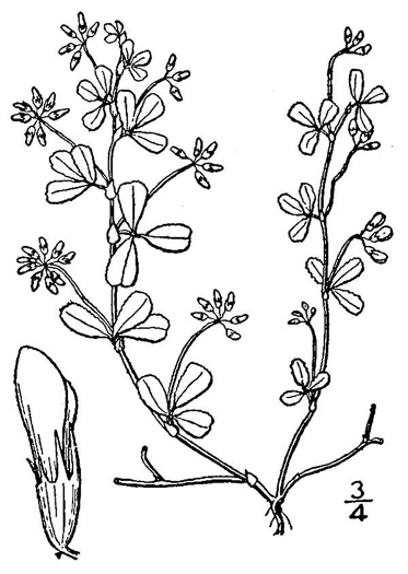 drawing of Trifolium dubium, Least Hop Clover, Low Hop Clover, Suckling Clover