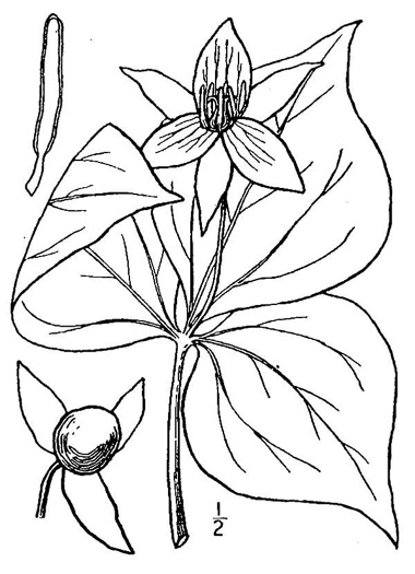 drawing of Trillium erectum, Red Trillium, Purple Trillium, Stinking Willie, Stinking Benjamin