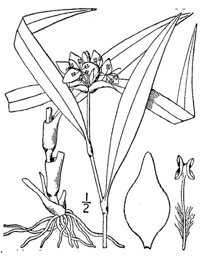 drawing of Tradescantia subaspera, Zigzag Spiderwort, Wide-leaved Spiderwort