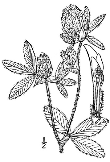 drawing of Trifolium pratense, Red Clover