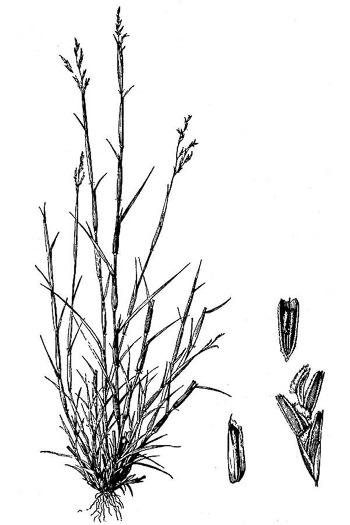 drawing of Triplasis purpurea var. purpurea, Purple Sandgrass