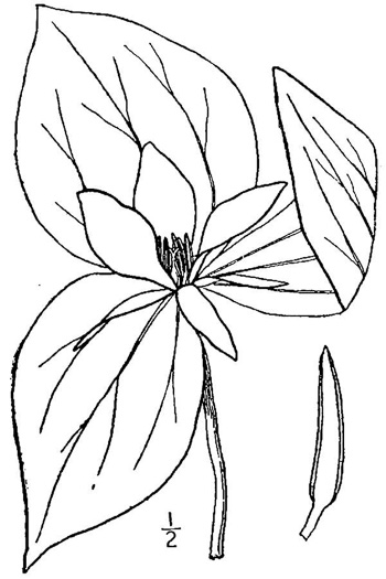 drawing of Trillium sessile, Sessile Trillium, Sessile Toadshade, Toad Trillium