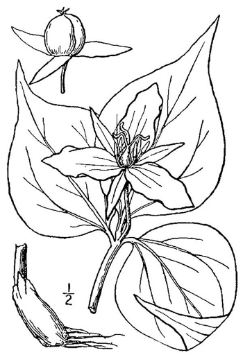 drawing of Trillidium undulatum, Painted Trillium, Striped Wake-robin