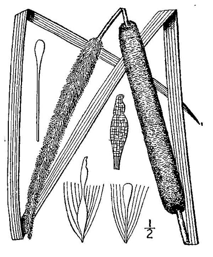 drawing of Typha angustifolia, Narrowleaf Cattail