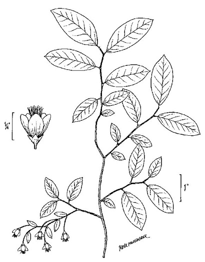 drawing of Vaccinium stamineum var. stamineum, Common Deerberry