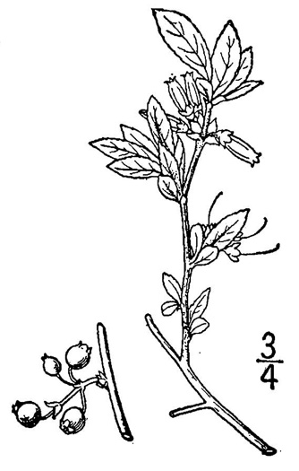 drawing of Vaccinium tenellum, Southern Dwarf Blueberry, Small Cluster Blueberry, Small Cluster Blueberry, Narrowleaf Blueberry