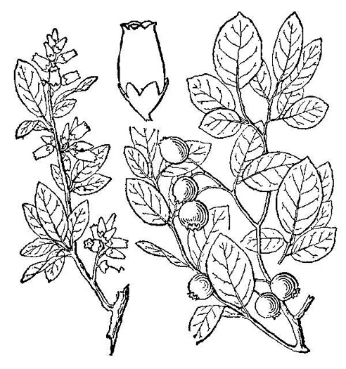image of Vaccinium pallidum, Hillside Blueberry, Dryland Blueberry, Upland Low Blueberry, Lowbush Blueberry