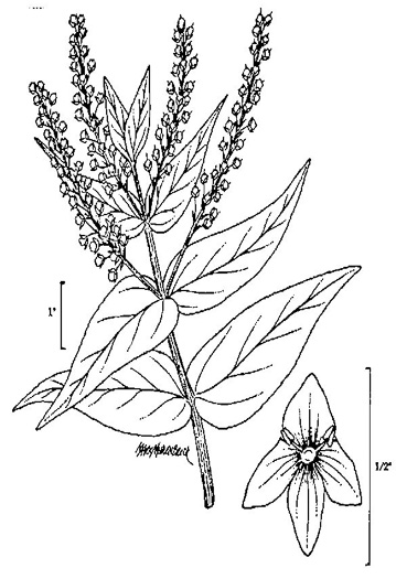 drawing of Veronica anagallis-aquatica, Water Speedwell, Brook Pimpernel