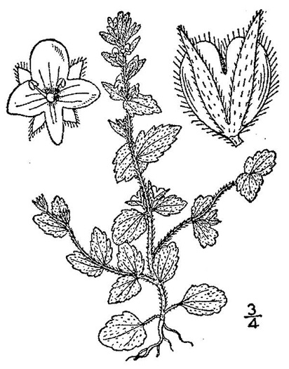 image of Veronica arvensis, Corn Speedwell, Wall Speedwell