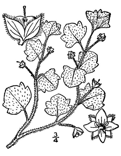 drawing of Veronica hederifolia, Ivyleaf Speedwell