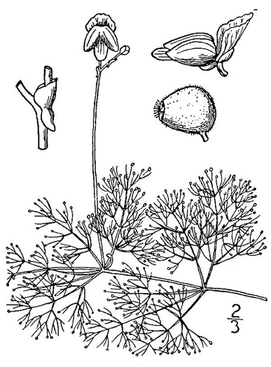 drawing of Utricularia purpurea, Purple Bladderwort