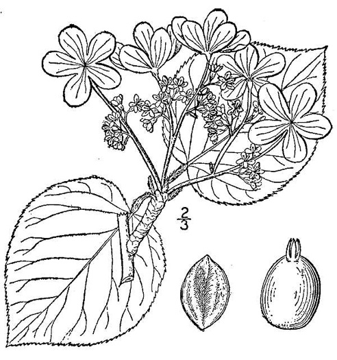 image of Viburnum lantanoides, Witch Hobble, Moosewood, Hobblebush, Tangle-legs