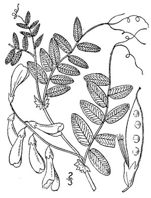 image of Vicia americana var. americana, American Vetch, Purple Vetch, Tare