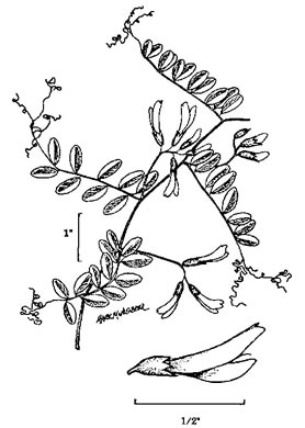 image of Vicia americana var. americana, American Vetch, Purple Vetch, Tare