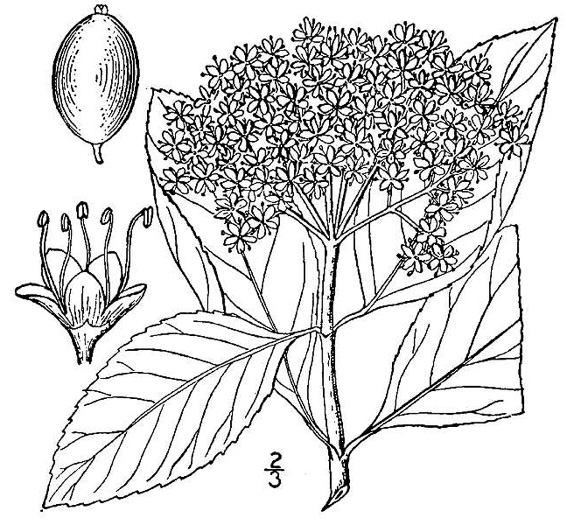 drawing of Viburnum cassinoides, Northern Wild Raisin, Withe-rod, Shonny Haw, Shawnee Haw