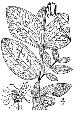 drawing of Clematis fremontii, Fremont's Leatherflower