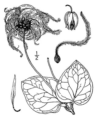 image of Clematis glaucophylla, White-leaved Leatherflower