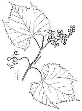 drawing of Vitis riparia, Riverbank Grape
