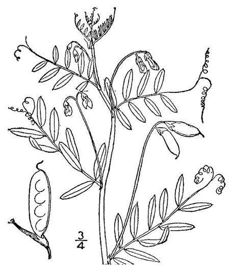 image of Vicia tetrasperma, Slender Vetch, Smooth Tare, Lentil Vetch, Sparrow Vetch