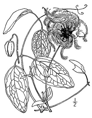 image of Clematis versicolor, Pale Leatherflower