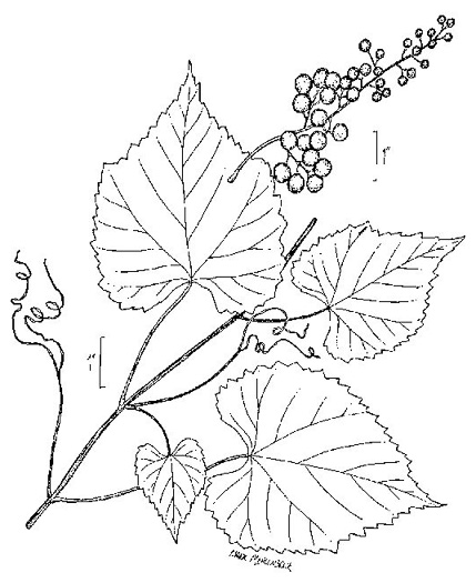 drawing of Vitis vulpina, Frost Grape, Winter Grape, Chicken Grape