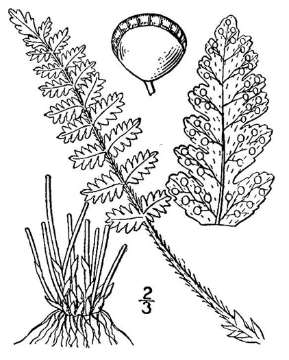 drawing of Woodsia ilvensis, Rusty Cliff Fern, Rusty Woodsia