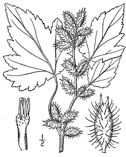 image of Xanthium chinense, Common Cocklebur