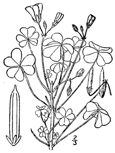 image of Oxalis stricta, Common Yellow Wood-sorrel