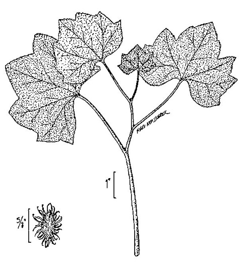 image of Xanthium orientale, Oriental Cocklebur